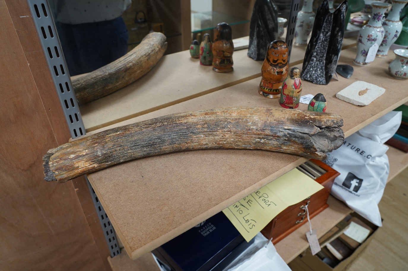 A section of prehistoric semi fossilised mammoth tusk, 52cm in length. Condition - fair to good antique condition